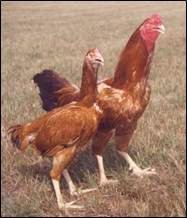 Cari Nirbheek Chicken breed 