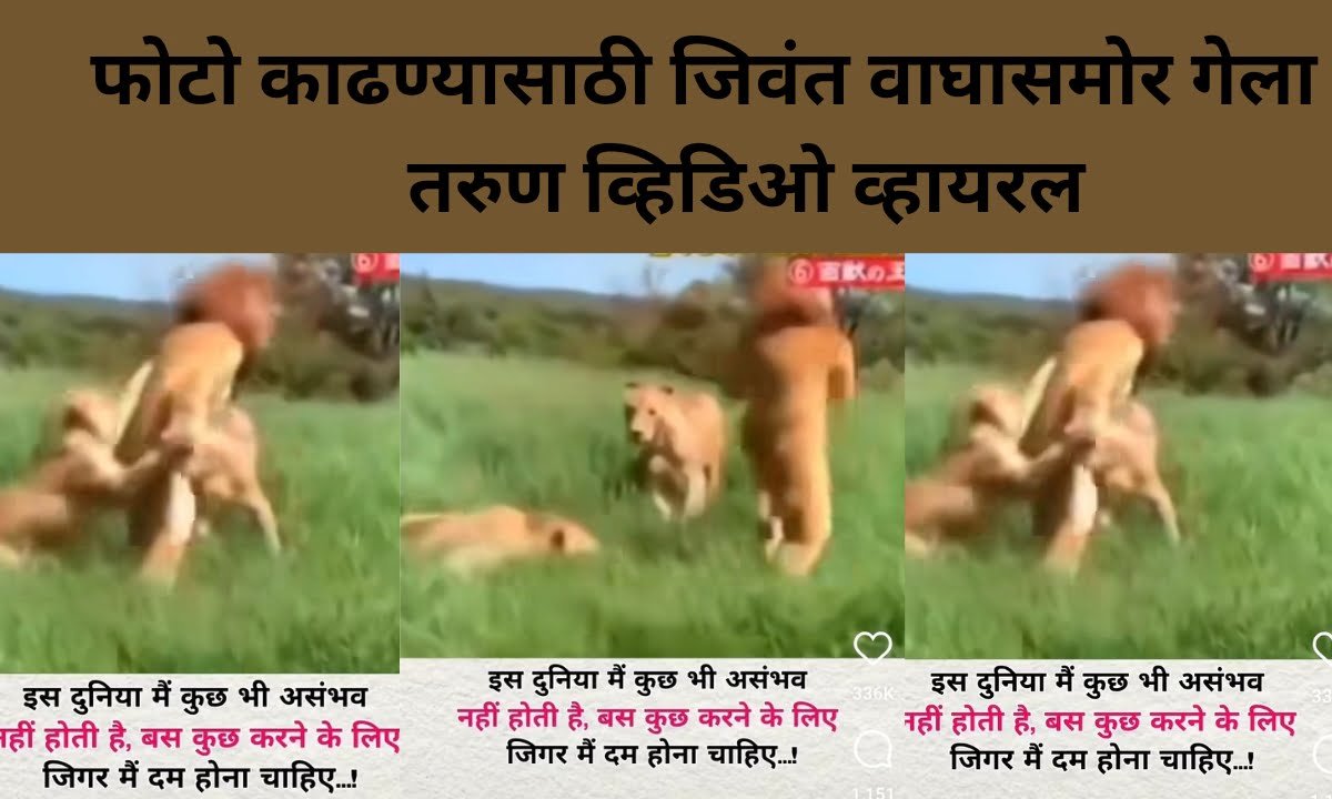 Lion viral video