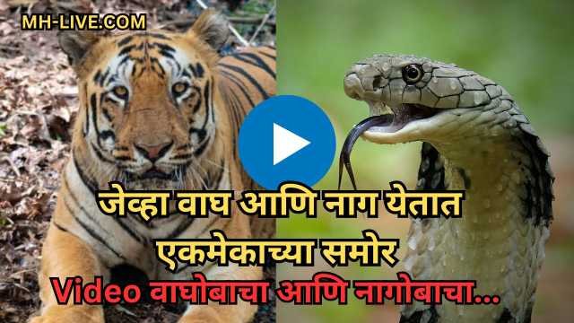 Tadoba Tiger and Cobra Fight Video