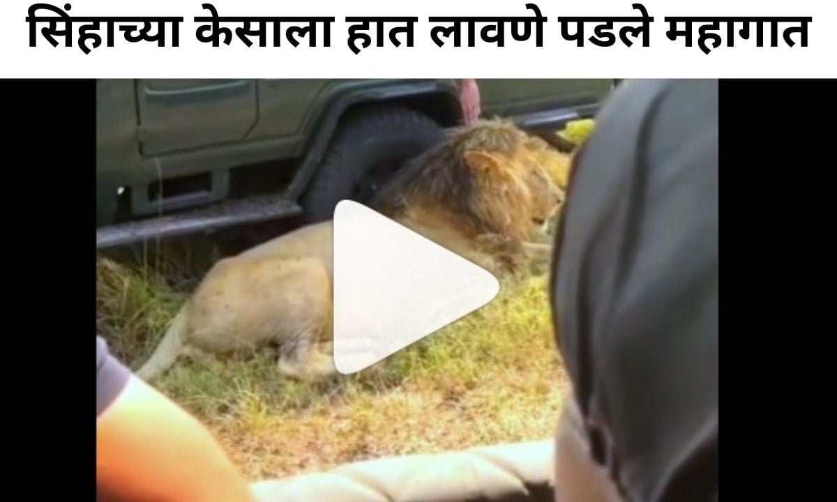 Lion Viral Video