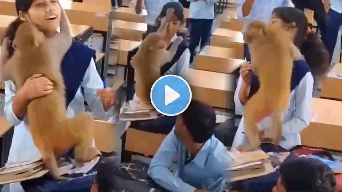 Monkey Viral Video